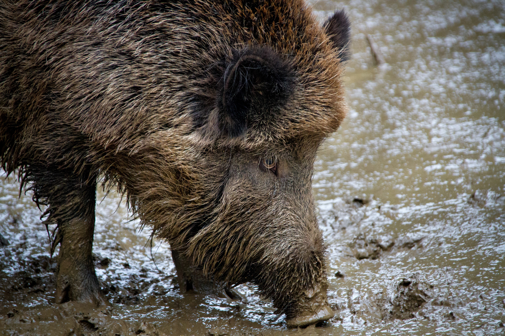 wildschwein