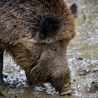 wildschwein