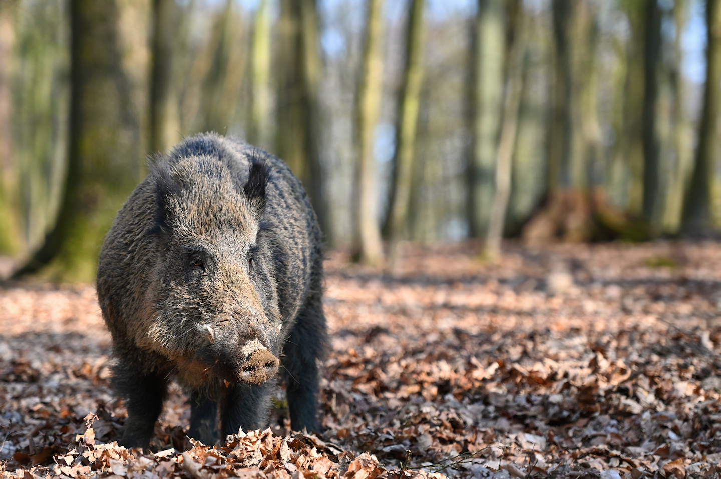 Wildschwein