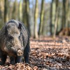 Wildschwein