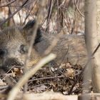 Wildschwein