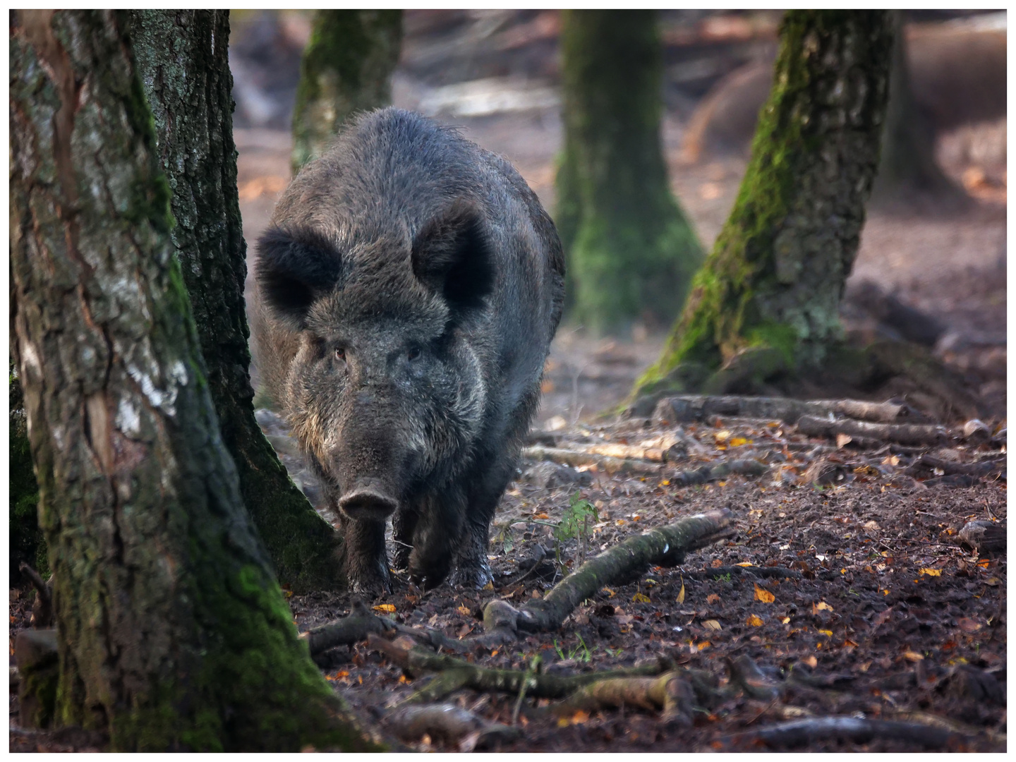 Wildschwein