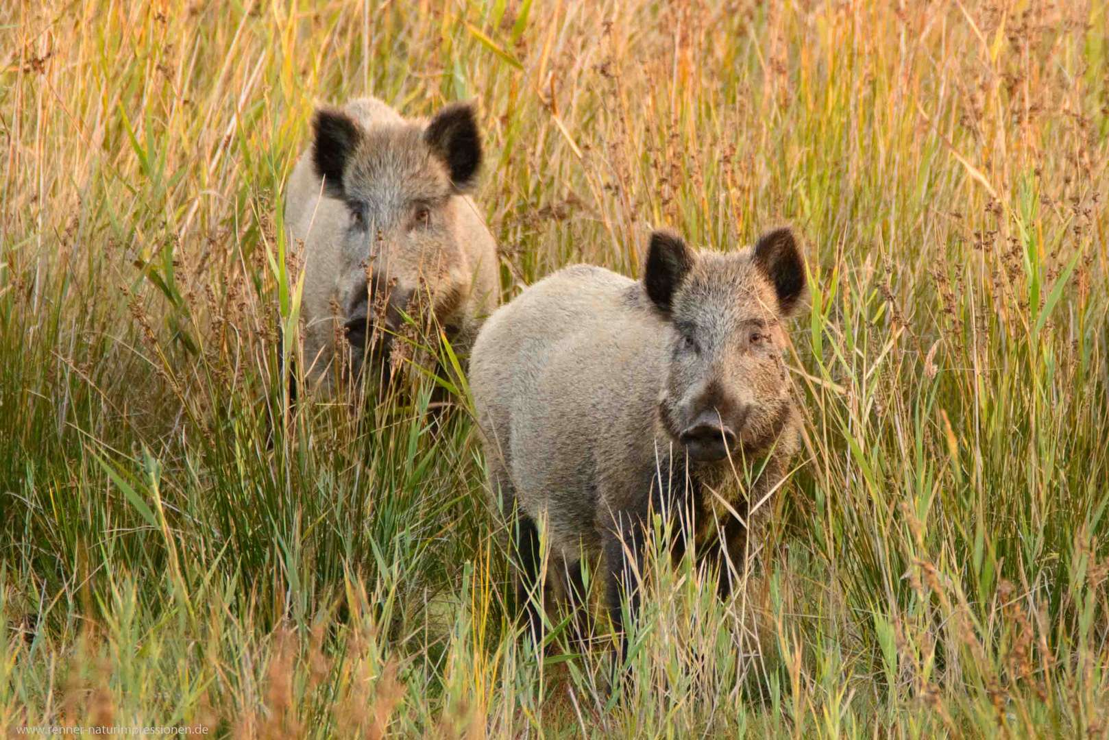 Wildschwein 