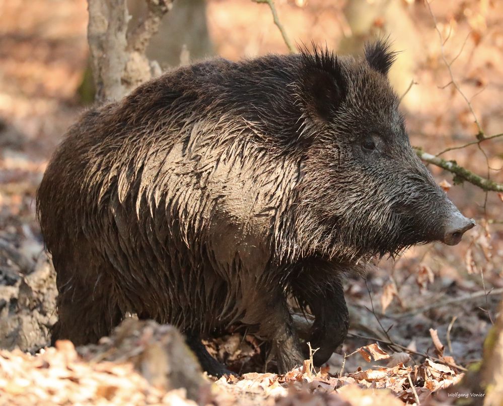 Wildschwein Foto &amp; Bild | natur, nahaufnahme, zoo Bilder auf fotocommunity