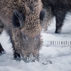 Wildschwein