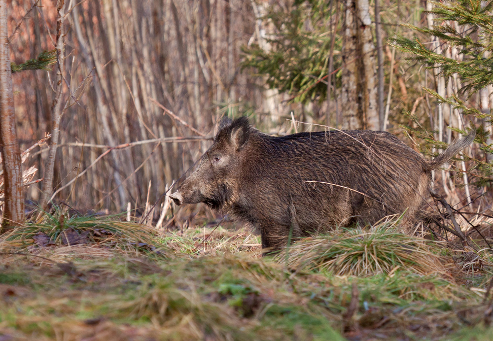 Wildschwein.