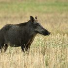 Wildschwein