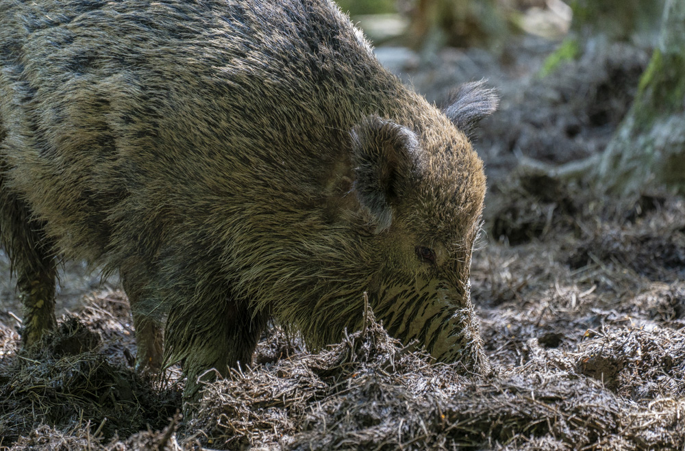 Wildschwein