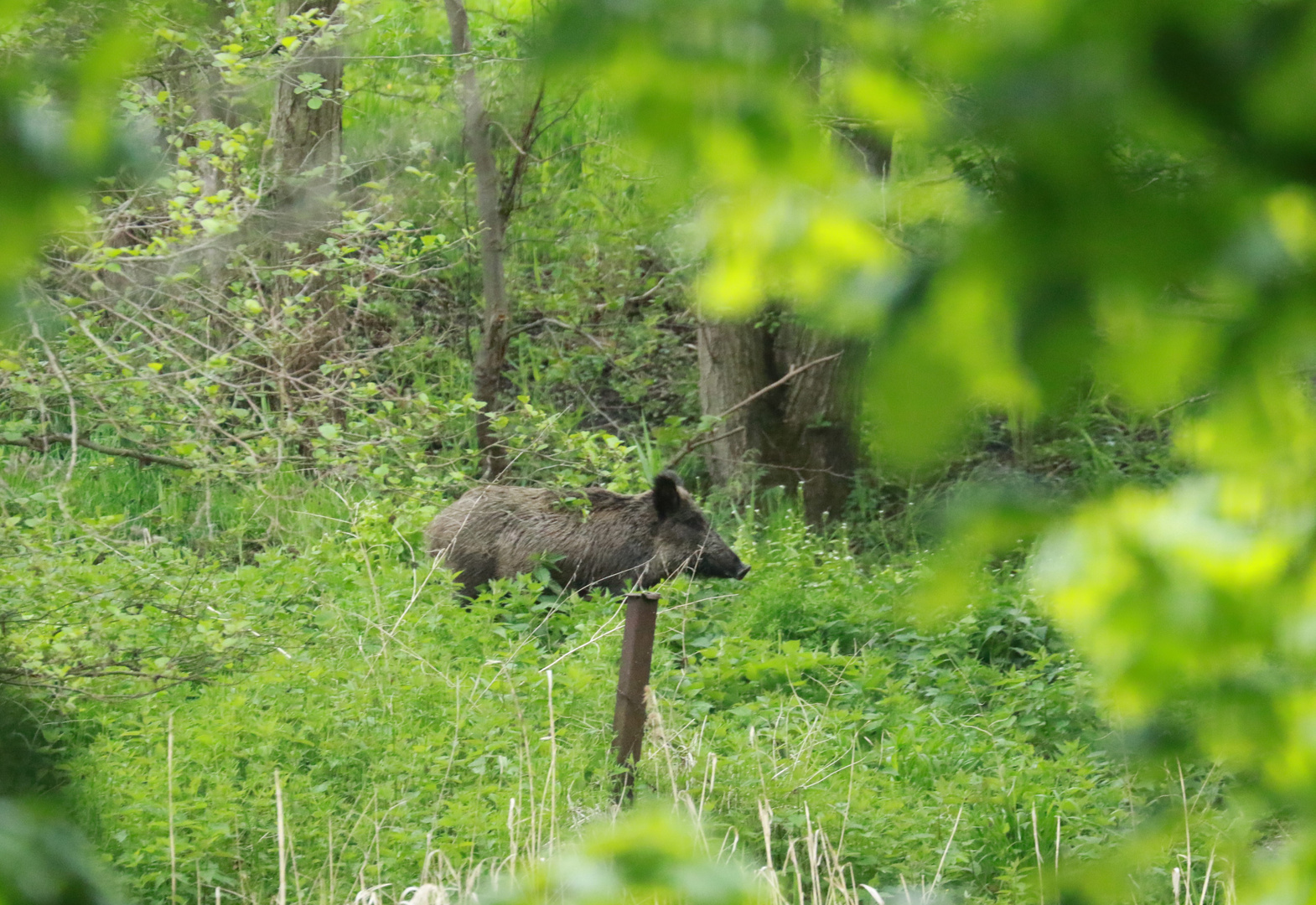 Wildschwein 1