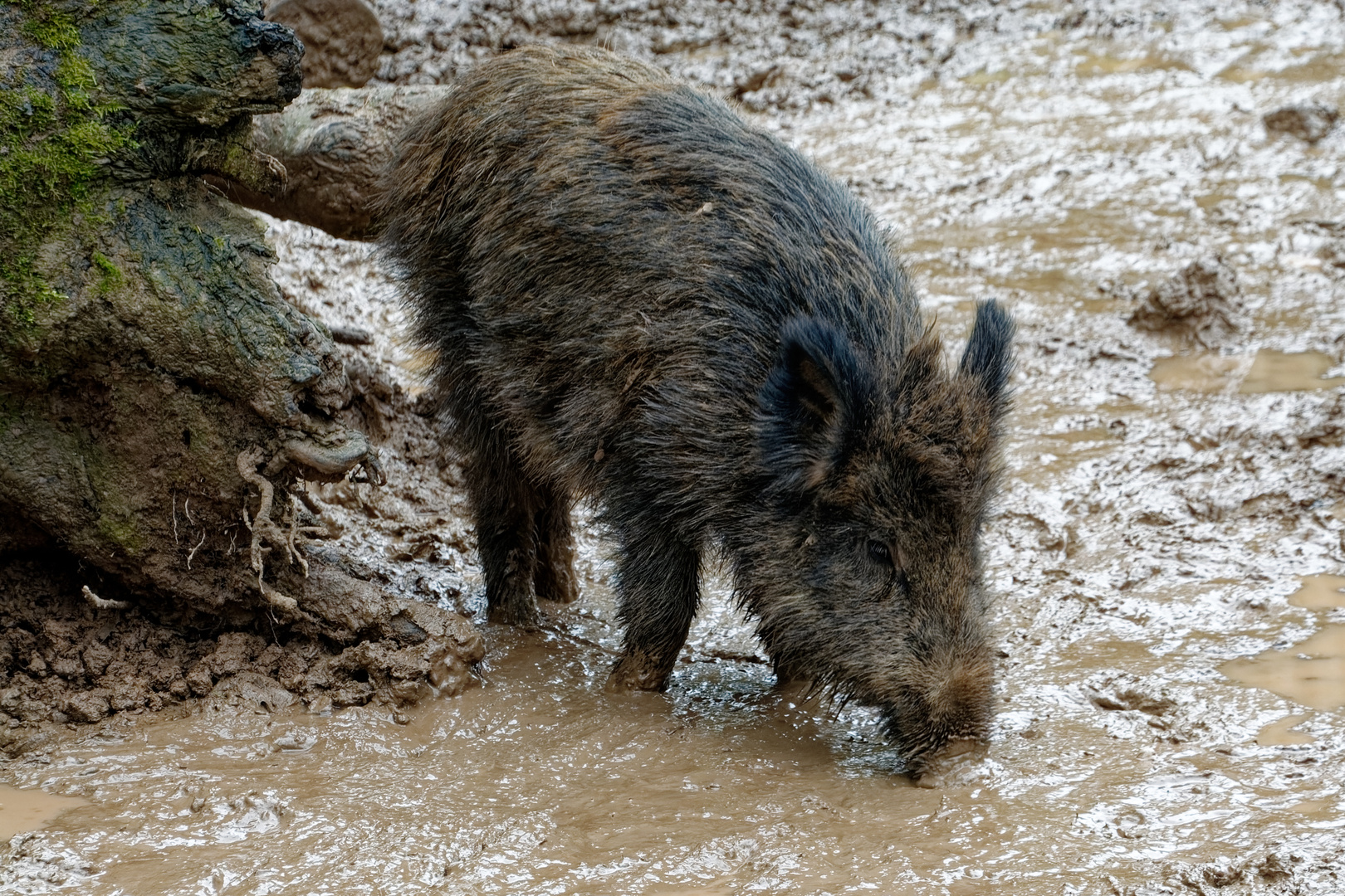 Wildschwein