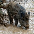 Wildschwein