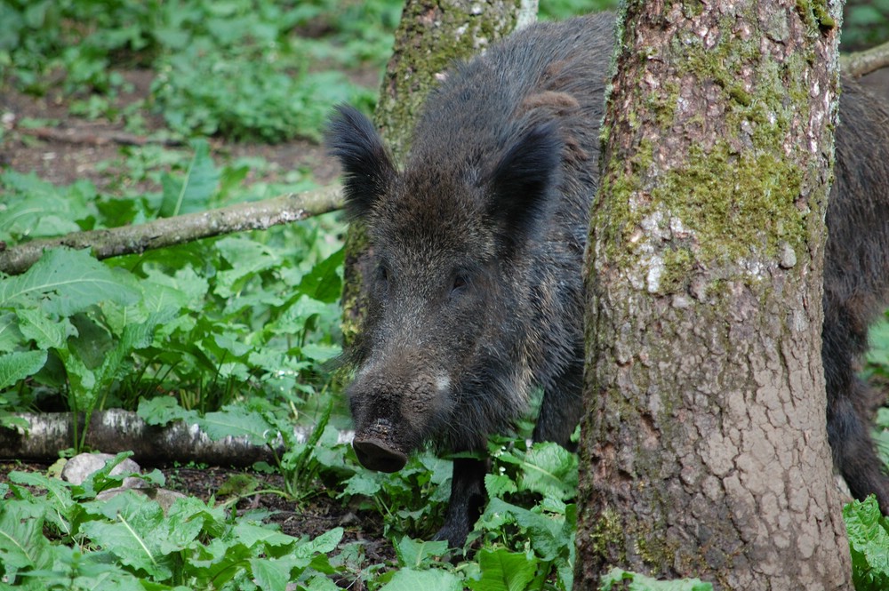 Wildschwein