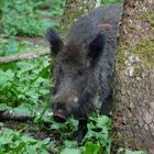 Wildschwein