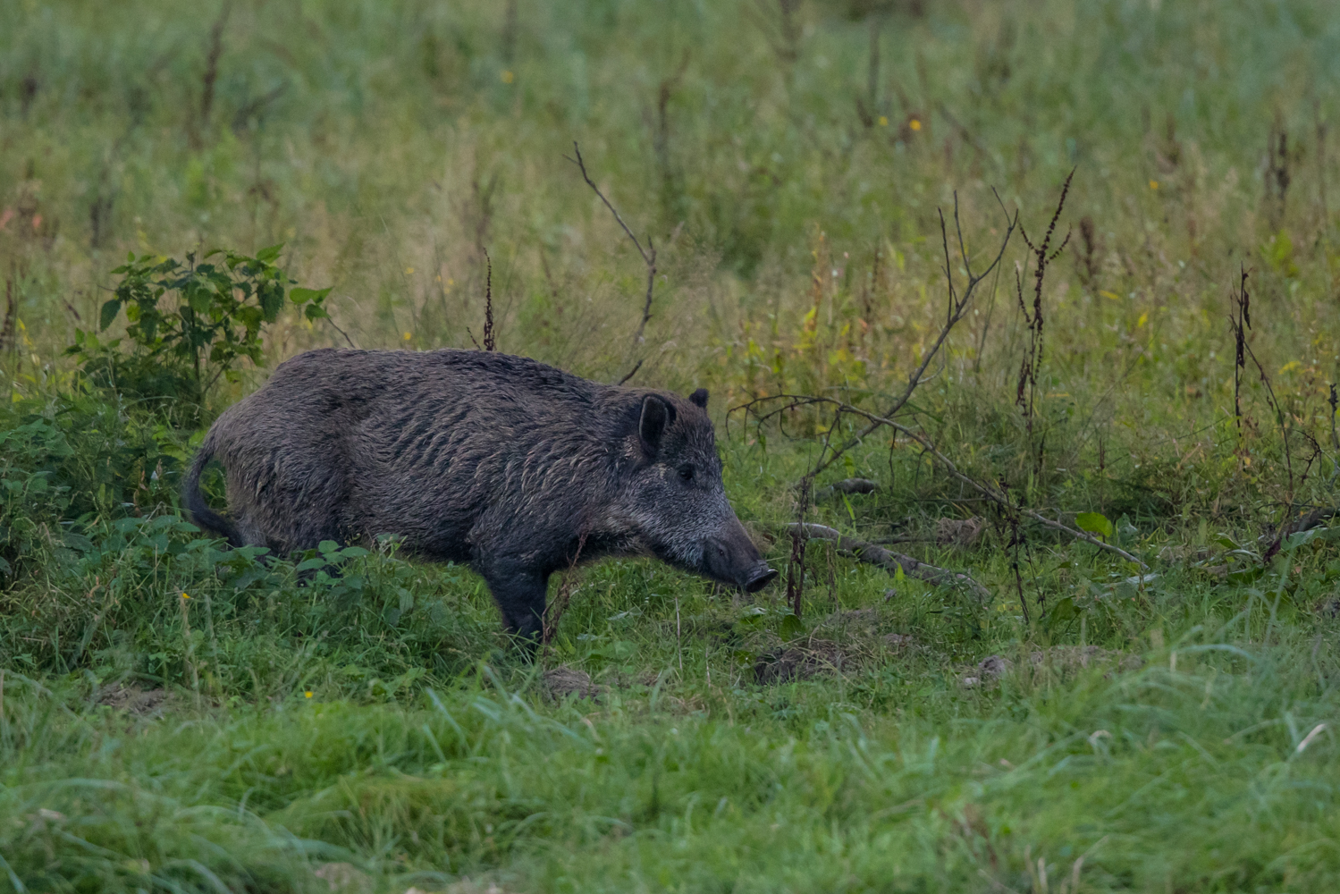 Wildschwein