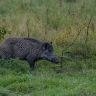 Wildschwein