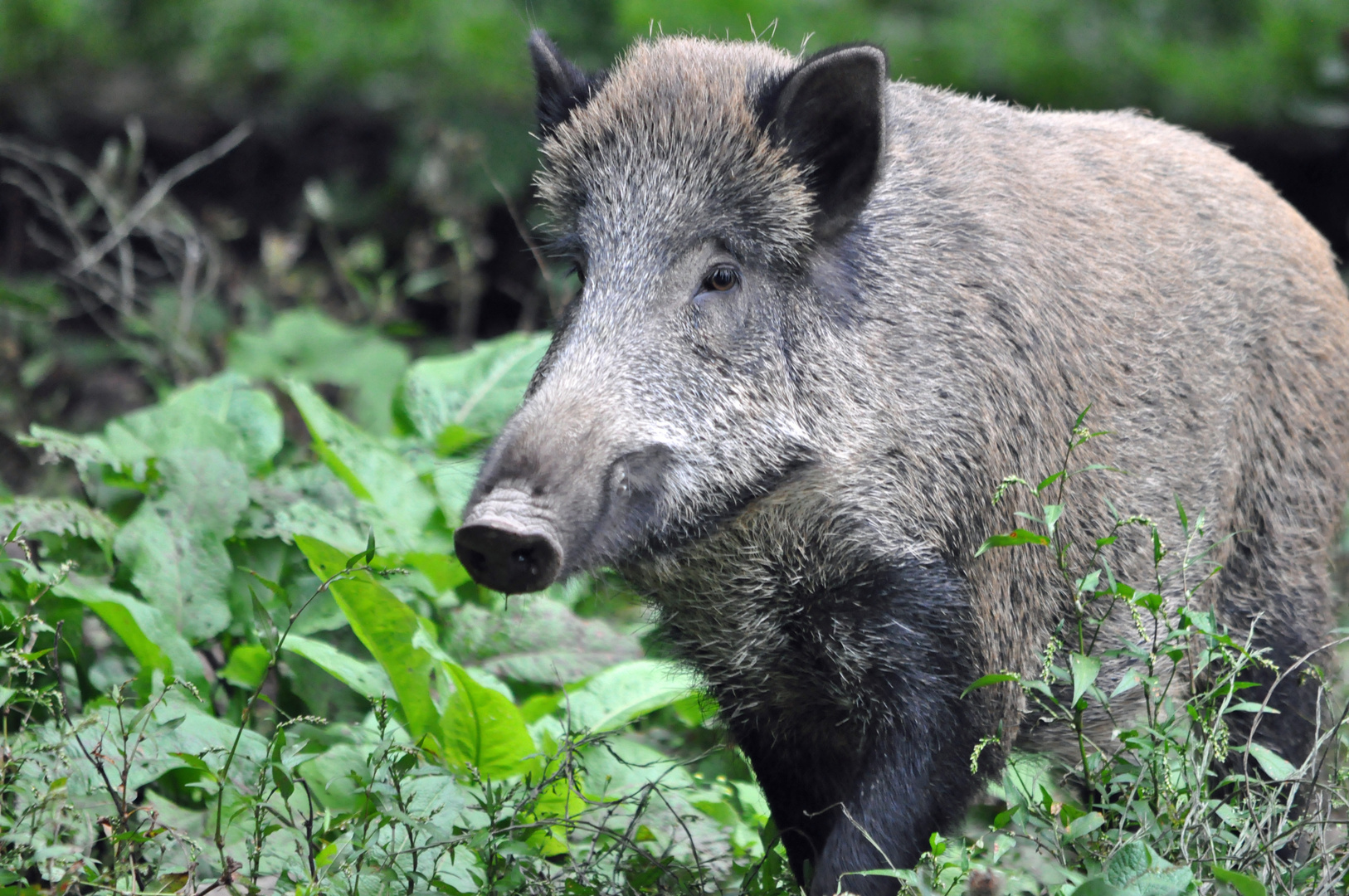 Wildschwein 2