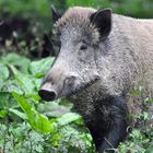 Wildschwein 2