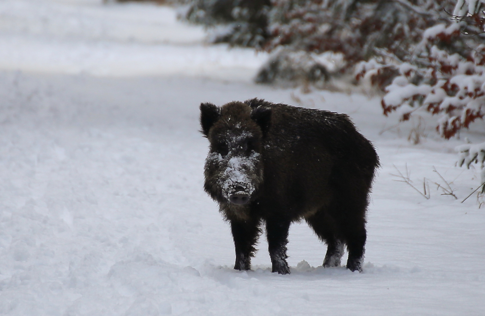 Wildschwein 2