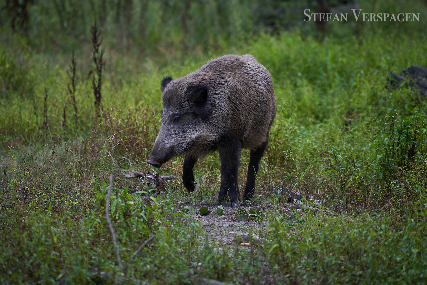 Wildschwein 2