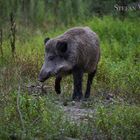 Wildschwein 2