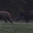 Wildschwein 2