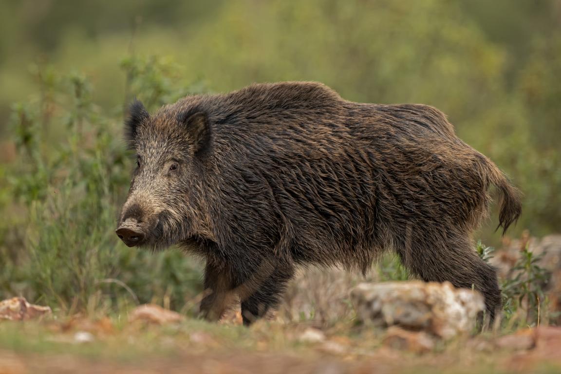 Wildschwein 