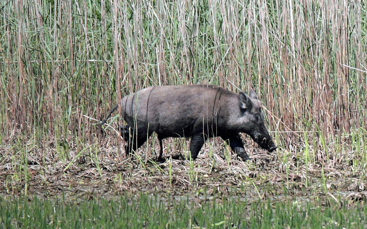 Wildschwein