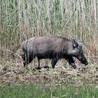 Wildschwein