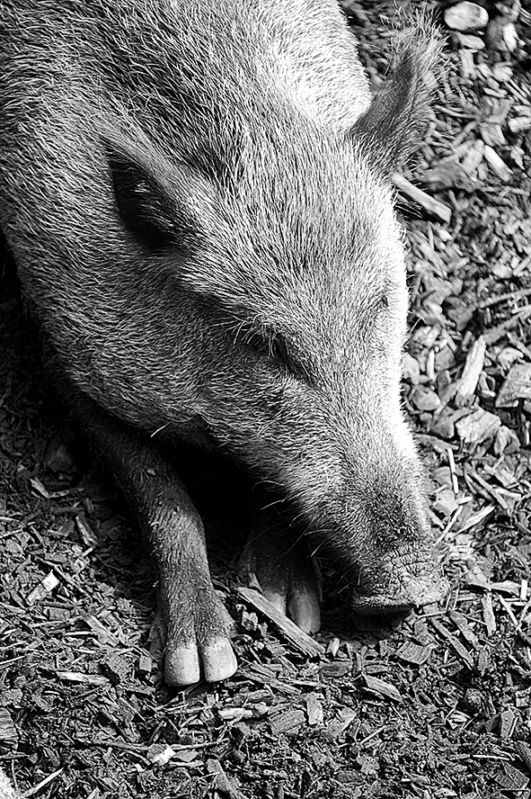 Wildschwein