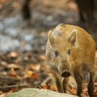 Wildschwein