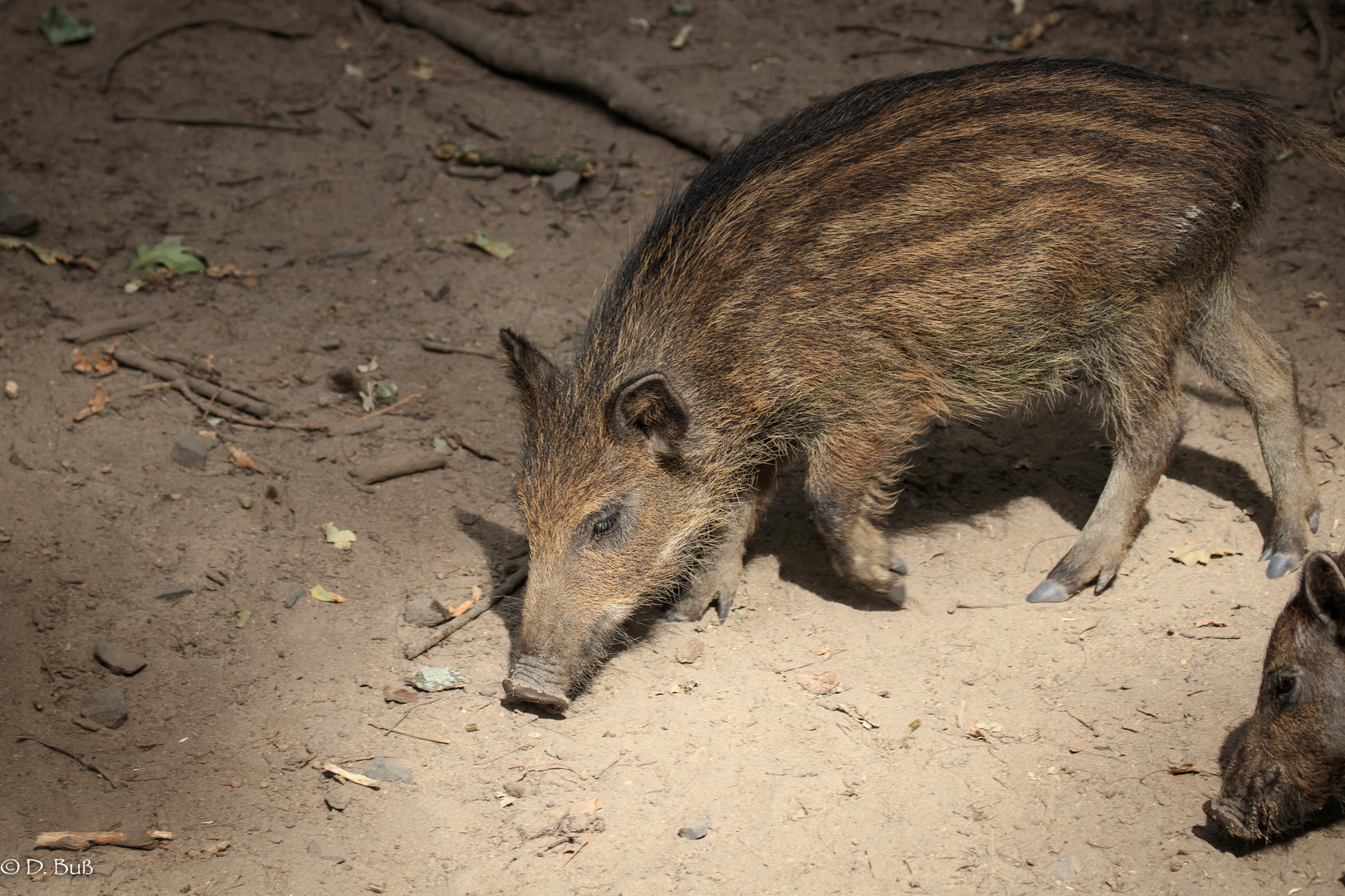 Wildschwein