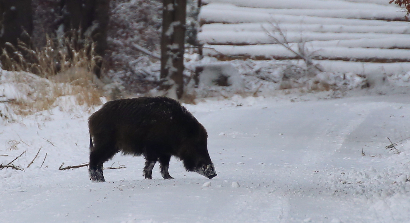 Wildschwein 3