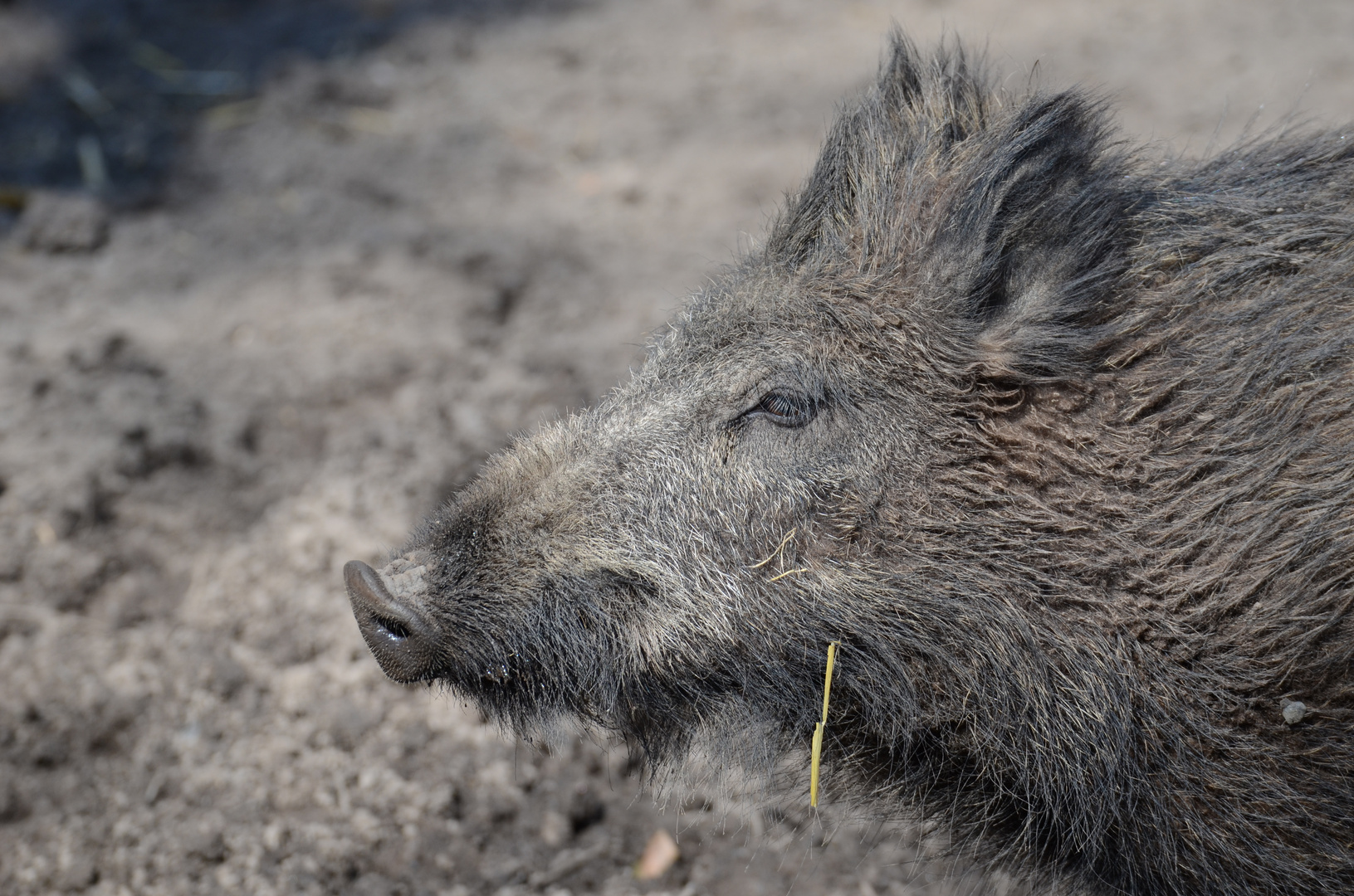 Wildschwein