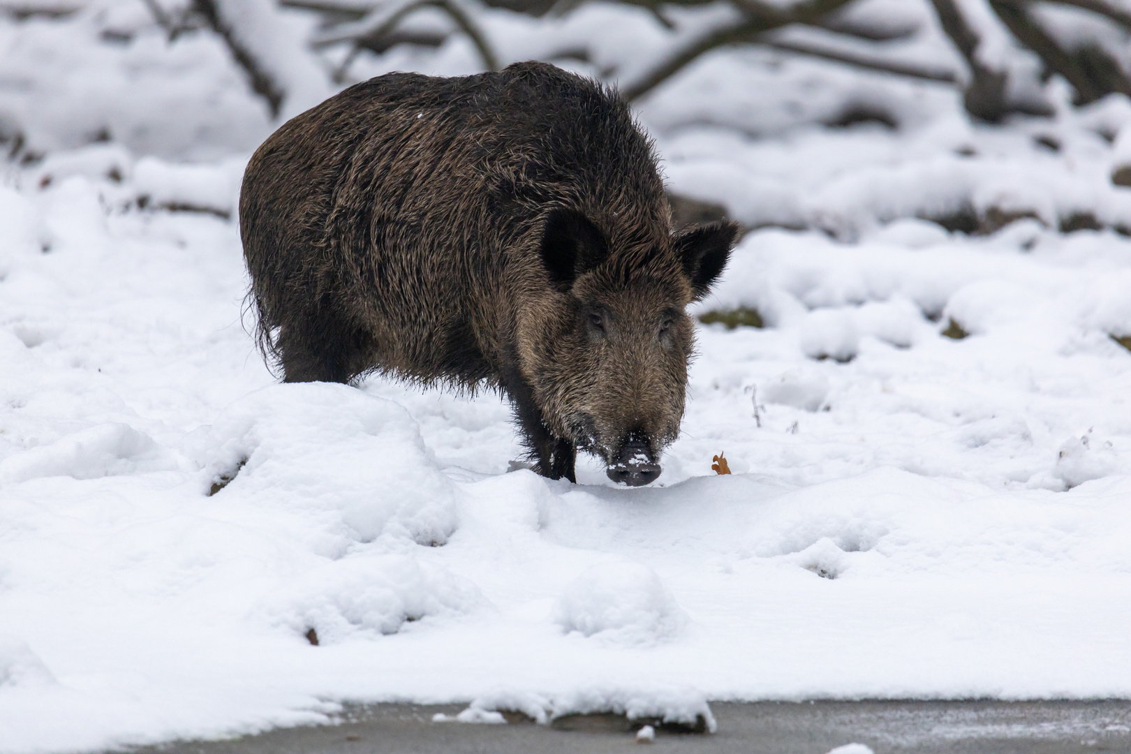 Wildschwein