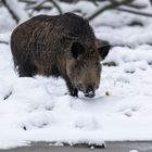 Wildschwein