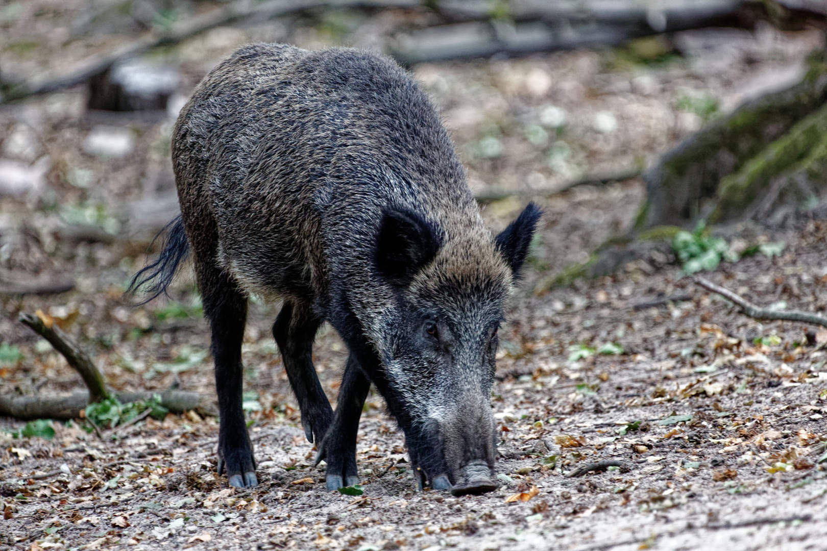 Wildschwein