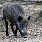 Wildschwein