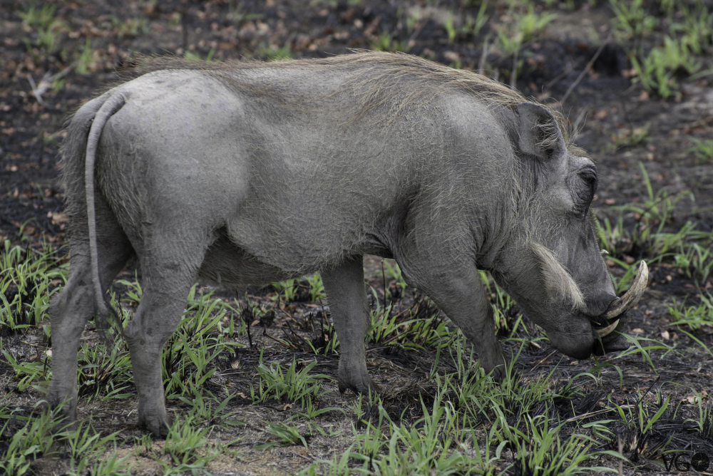 Wildschwein