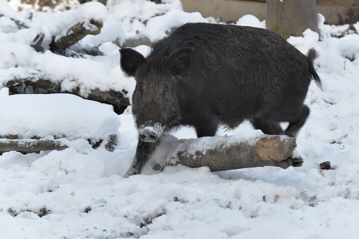 Wildschwein