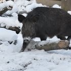 Wildschwein