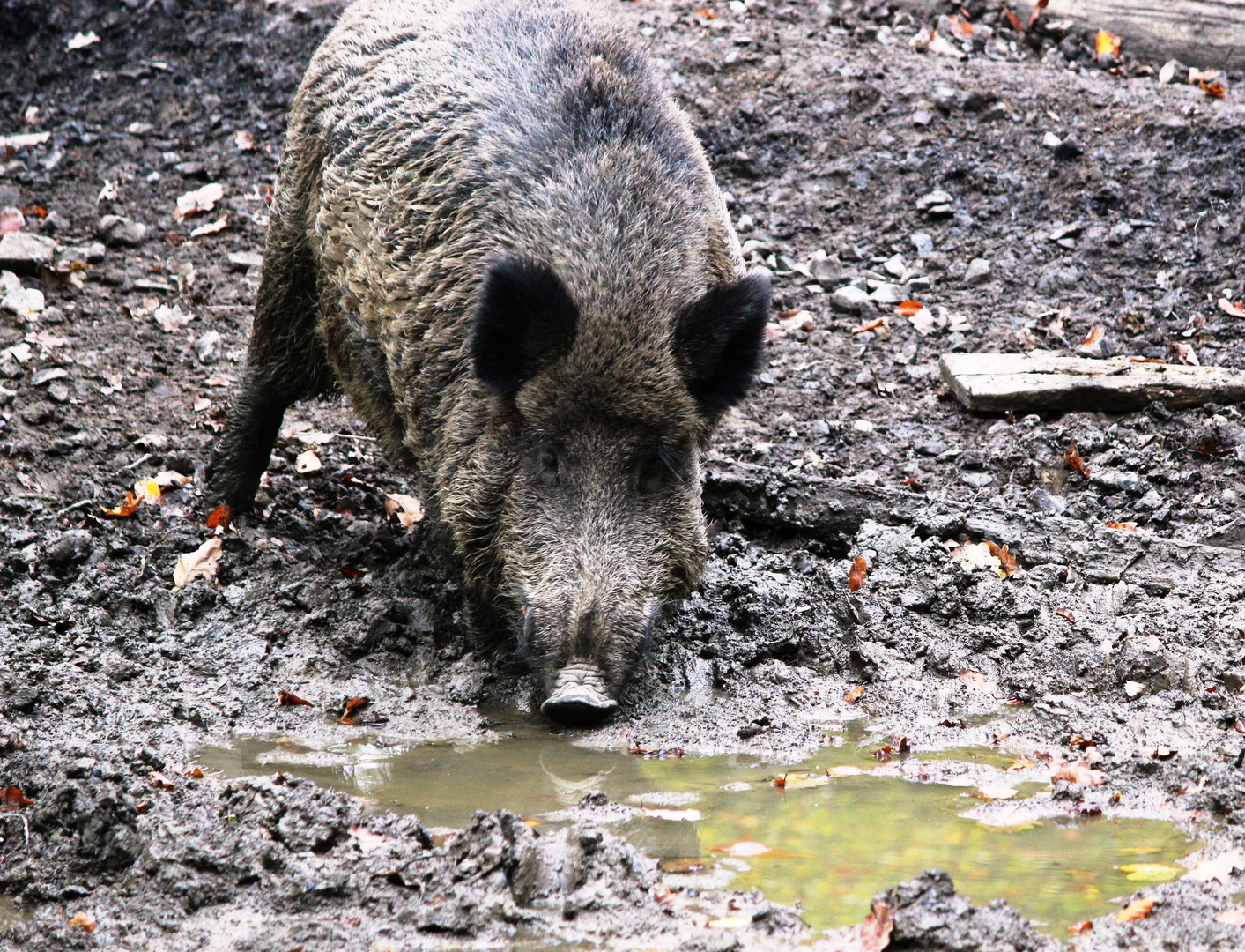 Wildschwein