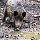 Wildschwein