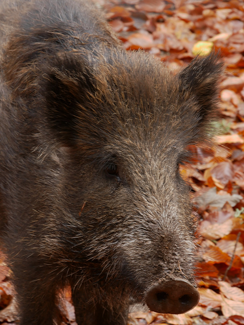 Wildschwein