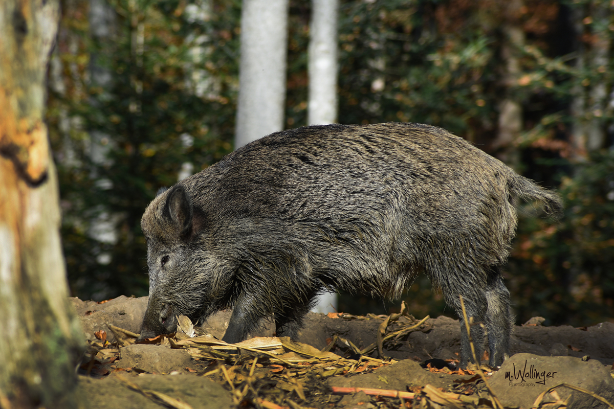 Wildschwein