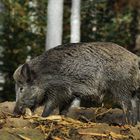 Wildschwein