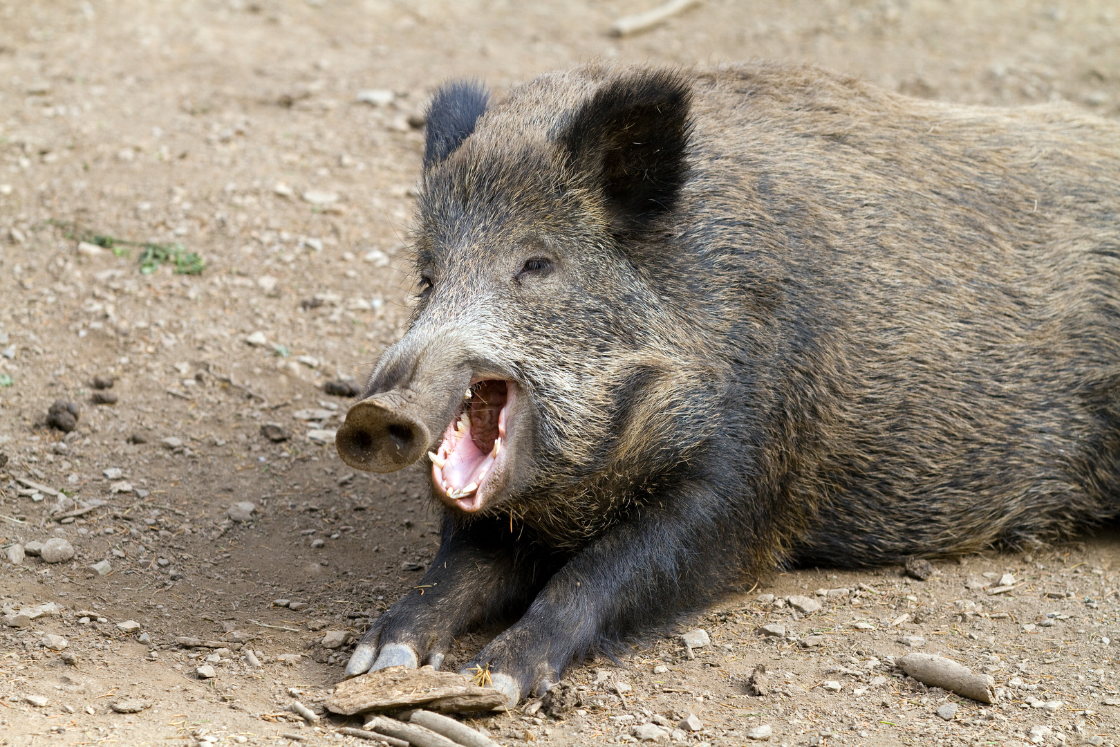 Wildschwein