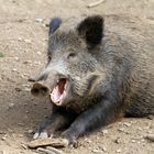 Wildschwein