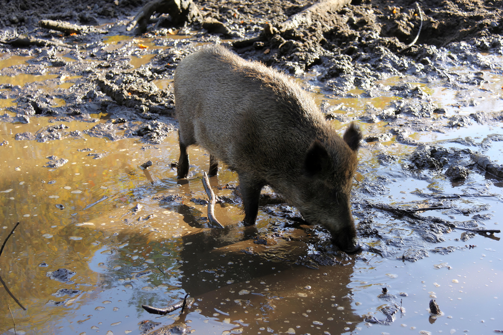 Wildschwein