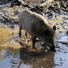 Wildschwein