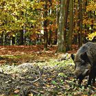 Wildschwein